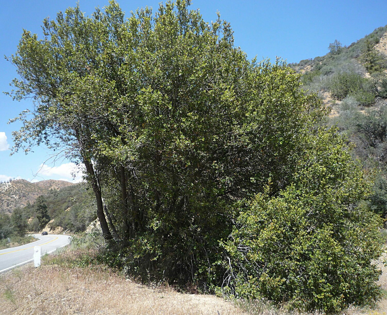 High Resolution Quercus chrysolepis Plant